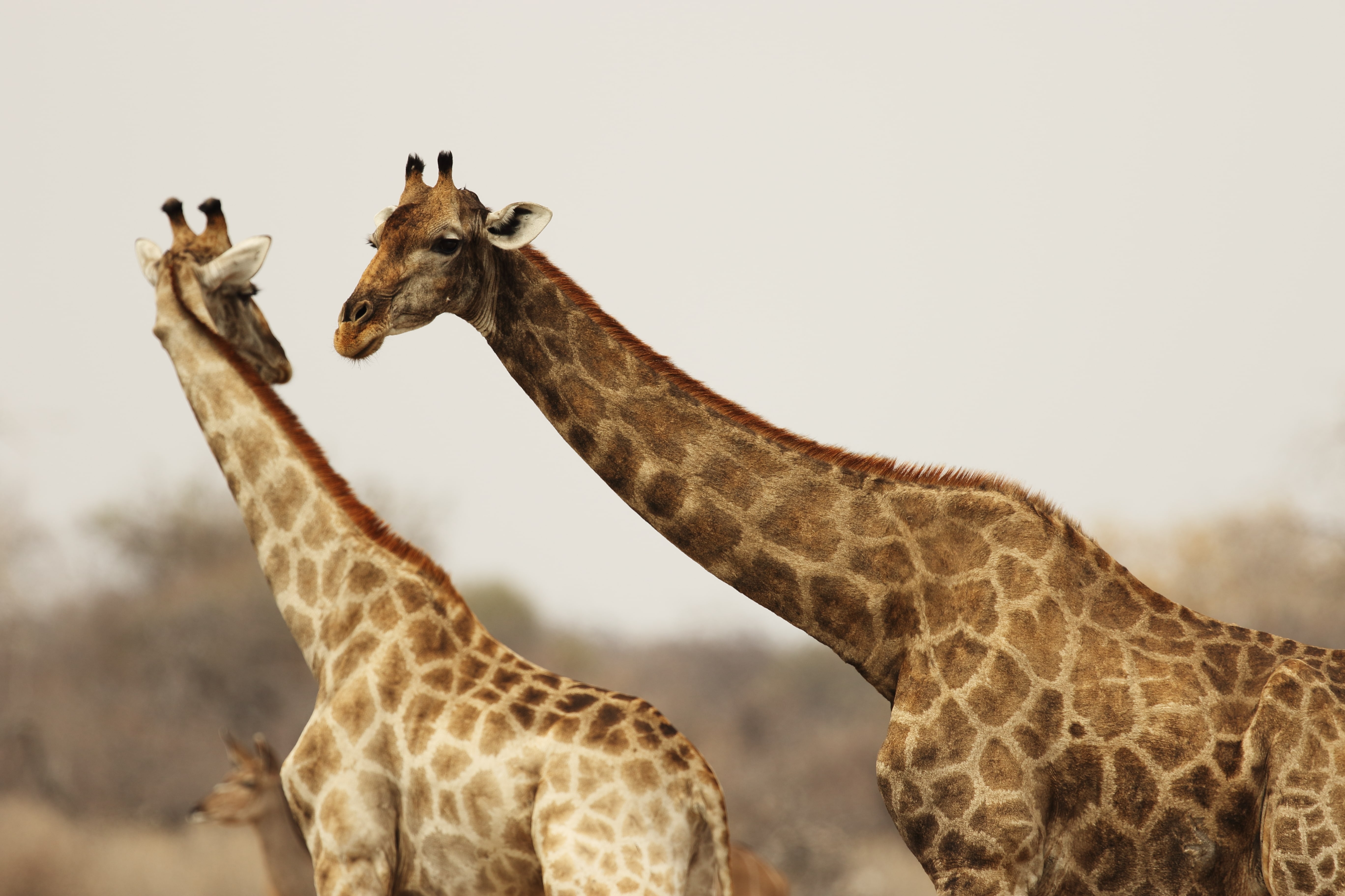 mid shot two giraffes interacting with each other min